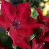 Boulevard® Nubia Clematis -Garden Plant Store Nubia Clematis Blooms Up Close 09082.1612557188