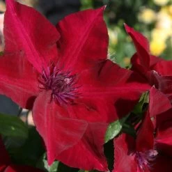 Boulevard® Nubia Clematis