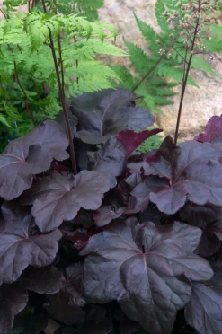 Obsidian Coral Bells 7 Obsidian Coral Bells -Garden Plant Store Obsidian Coral Bells Foliage Growing 46265.1649912962