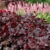 Obsidian Coral Bells -Garden Plant Store Obsidian Coral Bells in the Landscaping 08599.1652881128