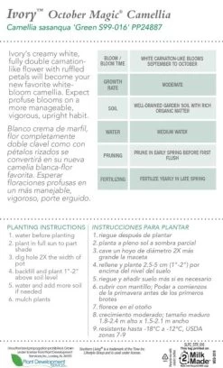 October Magic Ivory Camellia -Garden Plant Store October Magic Ivory Camellia Plant Care 38360.1640072327