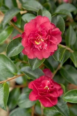 October Magic Ruby Camellia -Garden Plant Store October Magic Ruby Camellia Flowers 05246.1507085691