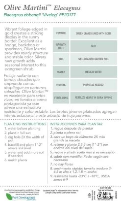 Olive Martini Elaeagnus 12 Olive Martini Elaeagnus -Garden Plant Store Olive Martini Elaeagnus Plant Care 80795.1640863034