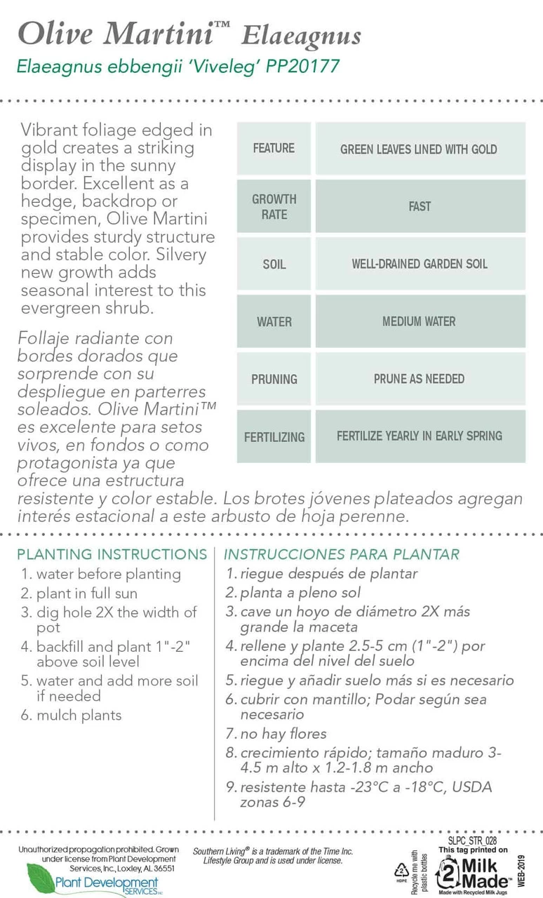 Olive Martini Elaeagnus 7 Olive Martini Elaeagnus - Image 5