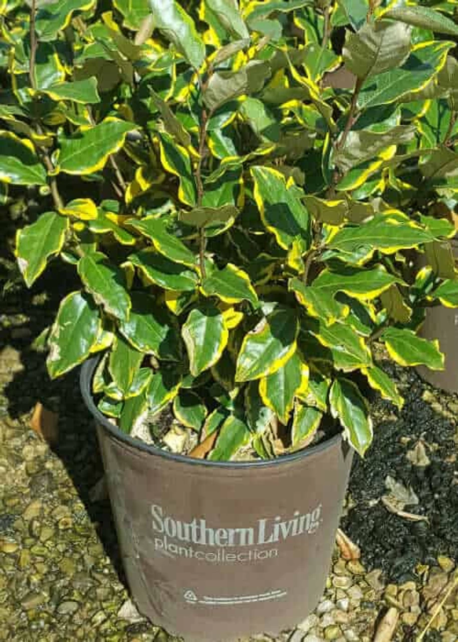 Olive Martini Elaeagnus 5 Olive Martini Elaeagnus - Image 3