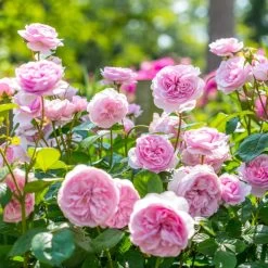 Olivia Rose Austin -Garden Plant Store Olivia Rose Austin Blooms and Leaves 28758.1676044653