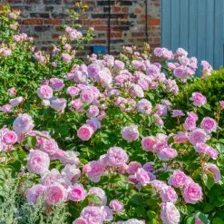 Olivia Rose Austin -Garden Plant Store Olivia Rose Austin Flowering 40420.1676044688