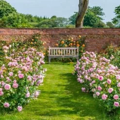 Olivia Rose Austin -Garden Plant Store Olivia Rose Austin Flowering in the Backyard 26088.1676044675
