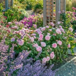 Olivia Rose Austin -Garden Plant Store Olivia Rose Austin Growing 94784.1676044771