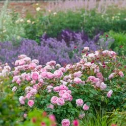 Olivia Rose Austin -Garden Plant Store Olivia Rose Austin Growing in the Garden 24196.1676044757