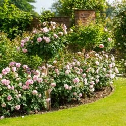 Olivia Rose Austin -Garden Plant Store Olivia Rose Austin in the Backyard 61287.1676044780