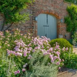 Olivia Rose Austin -Garden Plant Store Olivia Rose Austin in the Garden 87502.1676044791