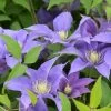 Olympia Clematis -Garden Plant Store Olympia Clematis Blooms 89113.1612560087