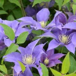 Olympia Clematis