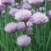 Onion Chives