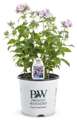 Opening Act Blush Phlox -Garden Plant Store Opening Act Blush Phlox in Proven Winners Pot 21012.1551416733