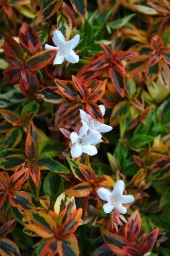 Kaleidoscope Abelia -Garden Plant Store Orange Kaleidoscope Abelia Variegated Leaves and Flowers 67151.1553566304