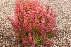 Orange Rocket Barberry -Garden Plant Store Orange Rocket Barberry Bush 17707.1664546516