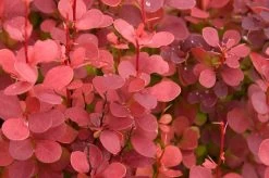 Orange Rocket Barberry -Garden Plant Store Orange Rocket Barberry Leaves 02501.1664546516