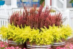 Orange Rocket Barberry -Garden Plant Store Orange Rocket Barberry in Garden Planter 71696.1664546516