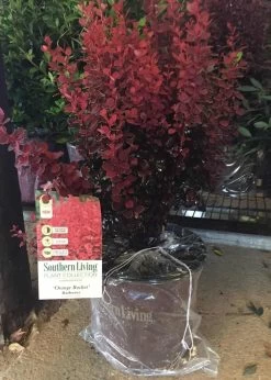 Orange Rocket Barberry -Garden Plant Store Orange Rocket Barberry in Southern Living Pot 53653.1664546516