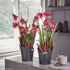 LECHUZA Orchidea Round Planter