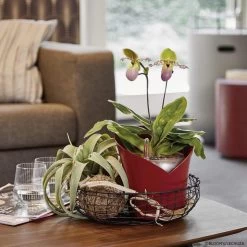 LECHUZA Orchidea Round Planter -Garden Plant Store Orchidea Round Planter With Orchid and Airplant 72895.1642174903