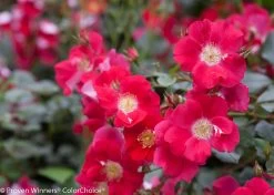 Oso Easy® Cherry Pie Rose -Garden Plant Store Oso Easy Cherry Pie Rose Blooms Up Close 62089.1519343870