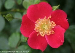 Oso Easy® Cherry Pie Rose -Garden Plant Store Oso Easy Cherry Pie Rose Flower Close Up 33362.1519343855