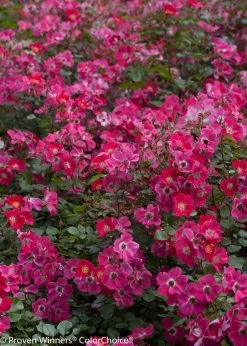 Oso Easy® Cherry Pie Rose -Garden Plant Store Oso Easy Cherry Pie Rose Foliage 06448.1519343908