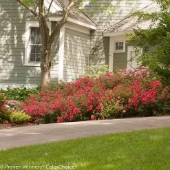 Oso Easy® Cherry Pie Rose -Garden Plant Store Oso Easy Cherry Pie Rose Next To Driveway Landscaping 04176.1519343904