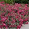 Oso Easy® Cherry Pie Rose -Garden Plant Store Oso Easy Cherry Pie Rose Shrub Covered in Blooms 19730.1519343845