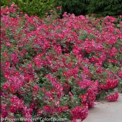 Oso Easy® Cherry Pie Rose