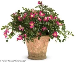 Oso Easy® Cherry Pie Rose -Garden Plant Store Oso Easy Cherry Pie Rose in Garden Planter 29980.1519343914