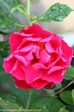 Oso Easy® Double Red Rose -Garden Plant Store Oso Easy Double Red Rose After Watering 88361.1519346209