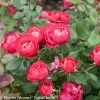 Oso Easy® Double Red Rose 1 Oso Easy® Double Red Rose -Garden Plant Store Oso Easy Double Red Rose Flowers and Leaves 87593.1519346156