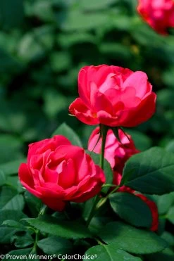 Oso Easy® Double Red Rose -Garden Plant Store Oso Easy Double Red Rose Stems Flowers and Leaves 77208.1519346199
