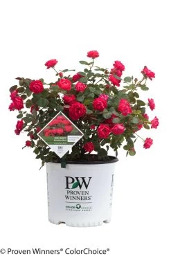 Oso Easy® Double Red Rose -Garden Plant Store Oso Easy Double Red Rose in Proven Winners Pot 87617.1519346191
