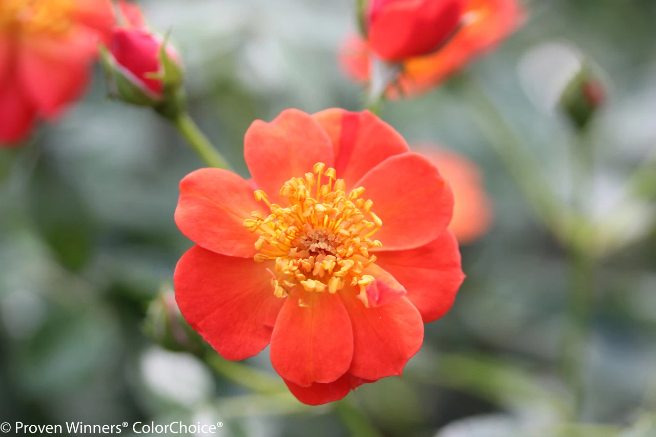 Oso Easy® Hot Paprika® Rose 3 Oso Easy® Hot Paprika® Rose - Image 2