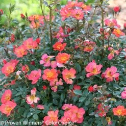 Oso Easy® Hot Paprika® Rose