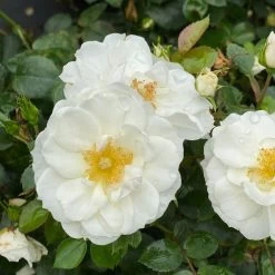 Oso Easy® Ice Bay Rose -Garden Plant Store Oso Easy Ice Bay Rose Flowers Close Up 96029.1682715379