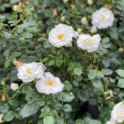 Oso Easy® Ice Bay Rose -Garden Plant Store Oso Easy Ice Bay Rose Foliage and Flowers 46157.1682715382