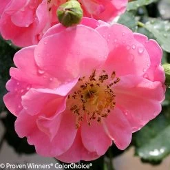 Oso Easy® Pink Cupcake Rose