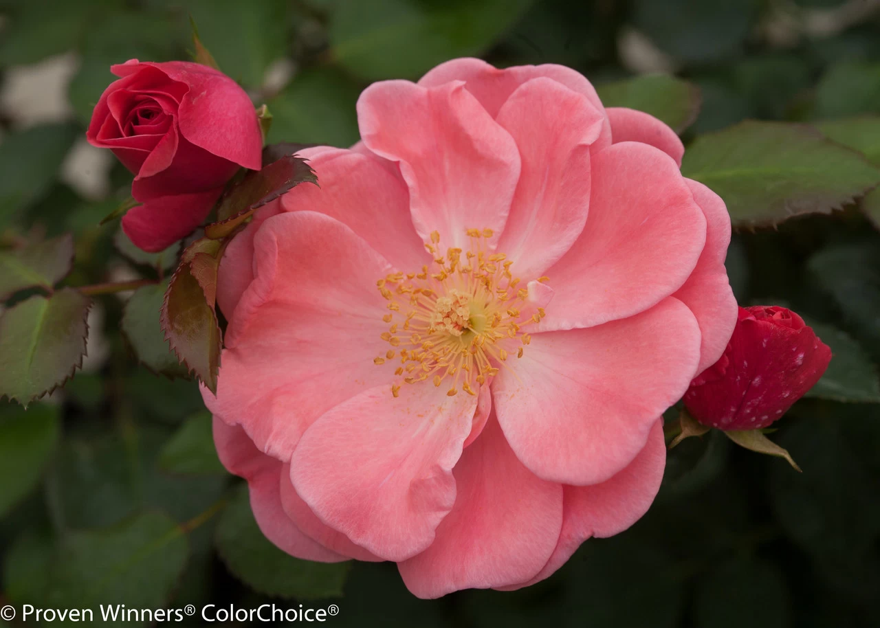 Oso Easy® Pink Cupcake Rose 6 Oso Easy® Pink Cupcake Rose - Image 4