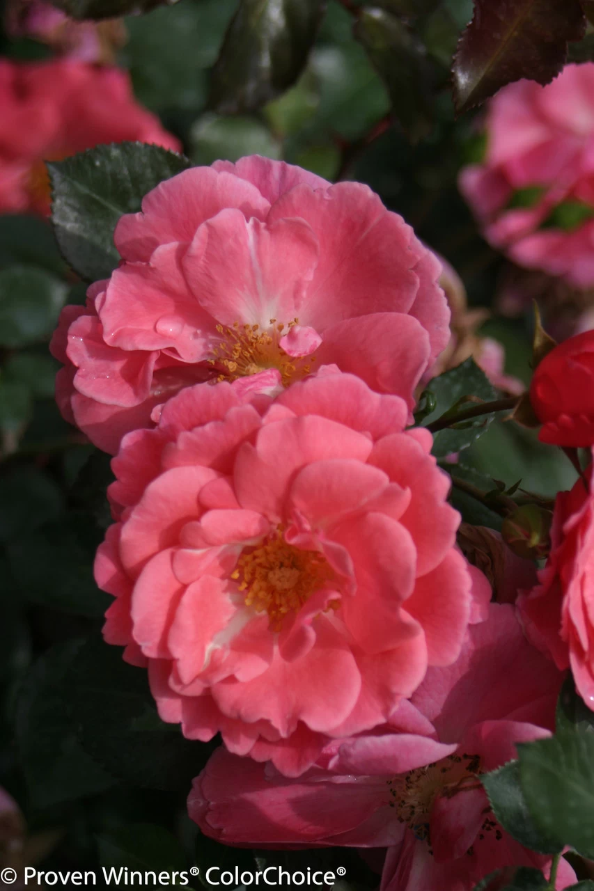 Oso Easy® Pink Cupcake Rose 4 Oso Easy® Pink Cupcake Rose - Image 2