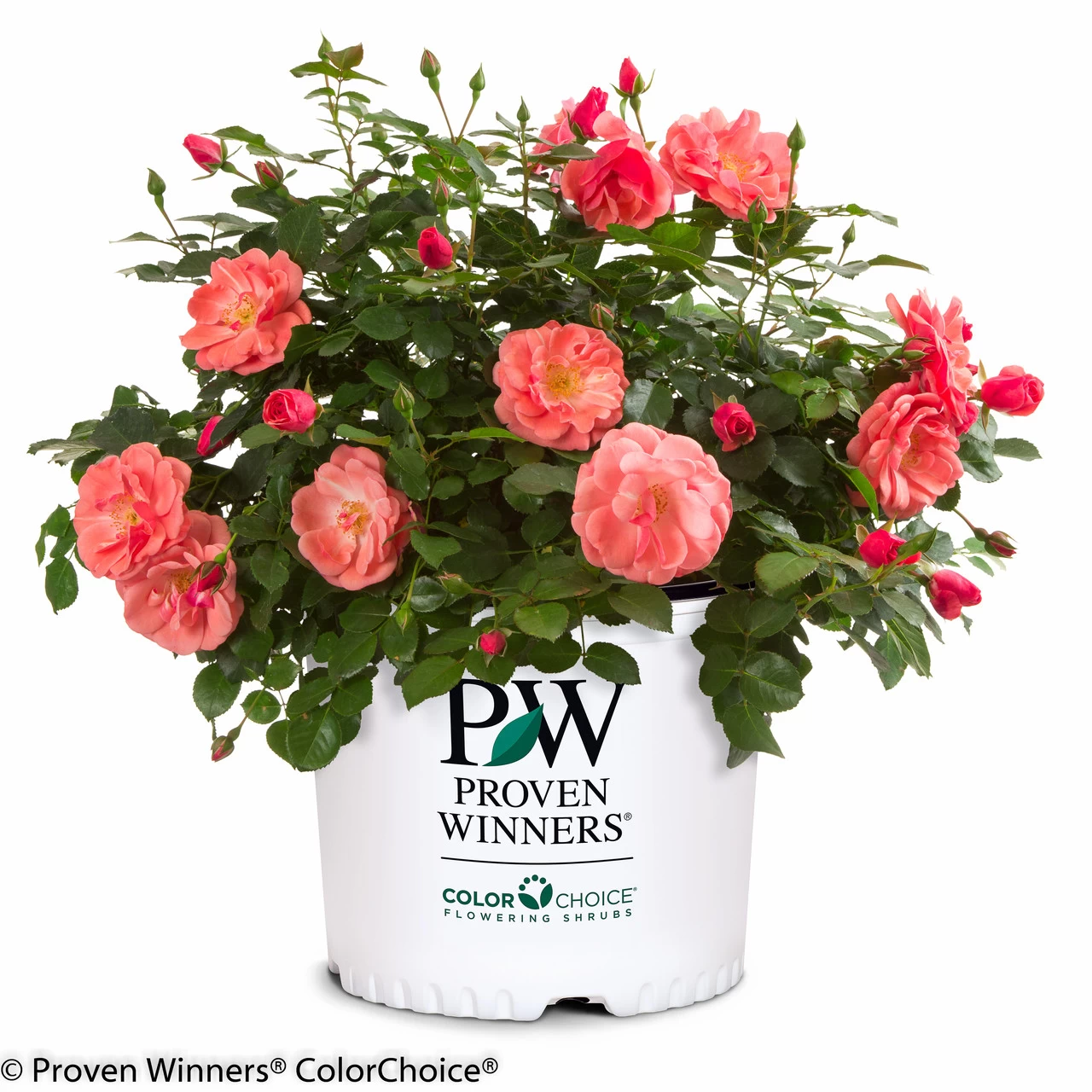 Oso Easy® Pink Cupcake Rose 5 Oso Easy® Pink Cupcake Rose - Image 3