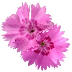 Paint The Town Fancy Pinks Dianthus -Garden Plant Store Paint the Town Fancy Pinks Dianthus Flower Petals 28346.1612543833