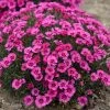 Paint The Town Fancy Pinks Dianthus