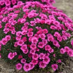 Paint The Town Fancy Pinks Dianthus