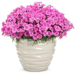 Paint The Town Fancy Pinks Dianthus -Garden Plant Store Paint the Town Fancy Pinks Dianthus in Garden Planter 82722.1612543830